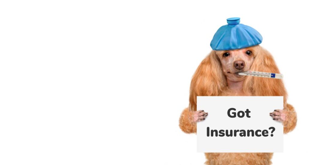 What Does a Pet Dog Insurance Plan Cover?