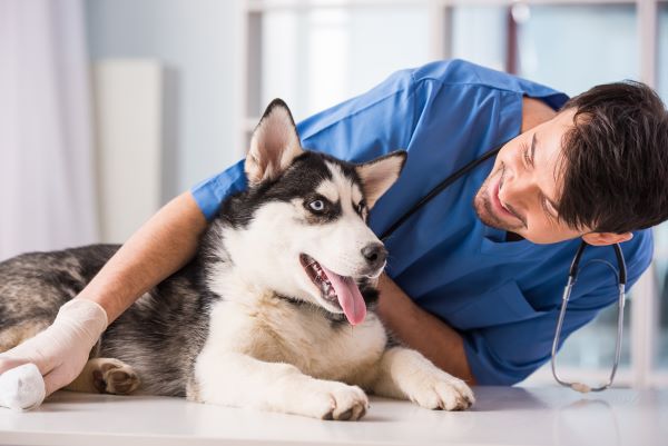 Best Pet Insurance For Pre-Existing Conditions